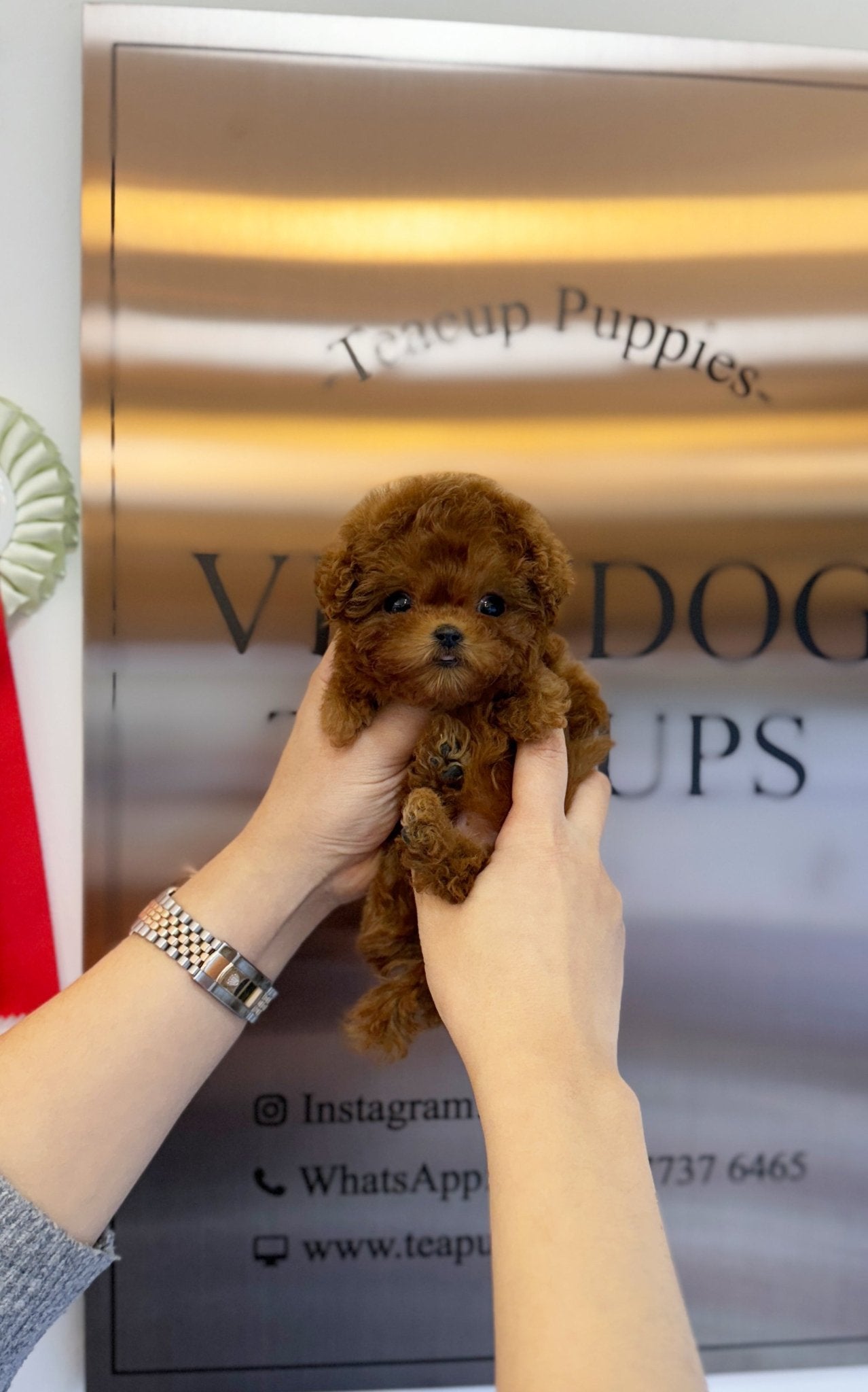 Poodle - Maru(Male) - Beautiful puppy teacup puppy with adorable features available for adoption from Velydog