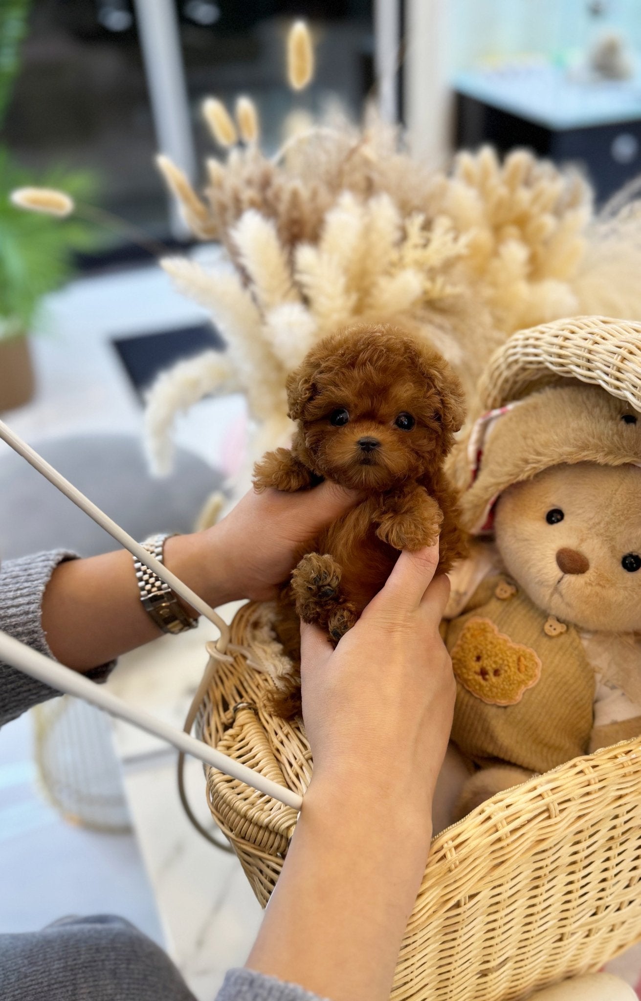 Poodle - Maru(Male) - Beautiful puppy teacup puppy with adorable features available for adoption from Velydog