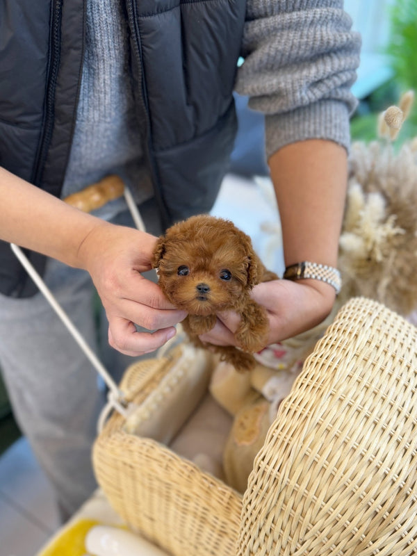 Poodle - Maru(Male) - Beautiful puppy teacup puppy with adorable features available for adoption from Velydog