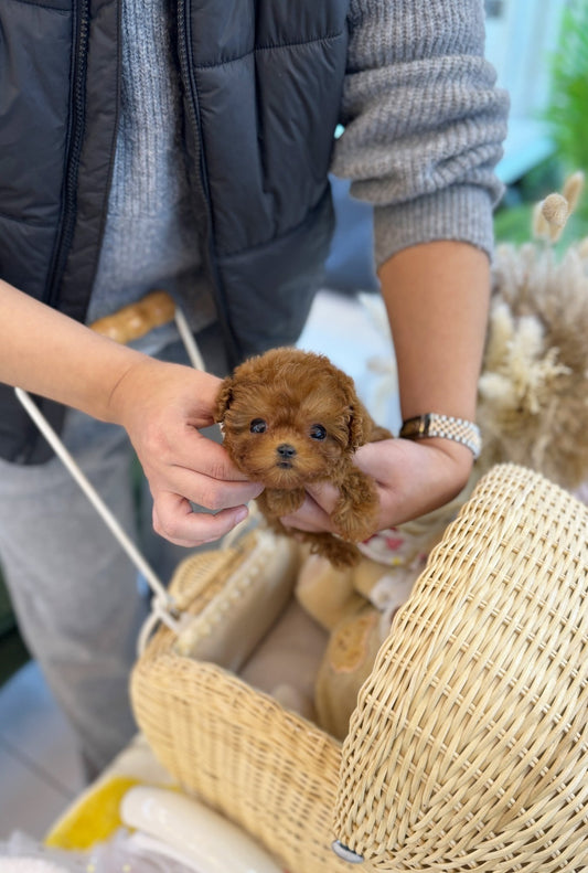 Poodle - Maru(Male) - Beautiful puppy teacup puppy with adorable features available for adoption from Velydog