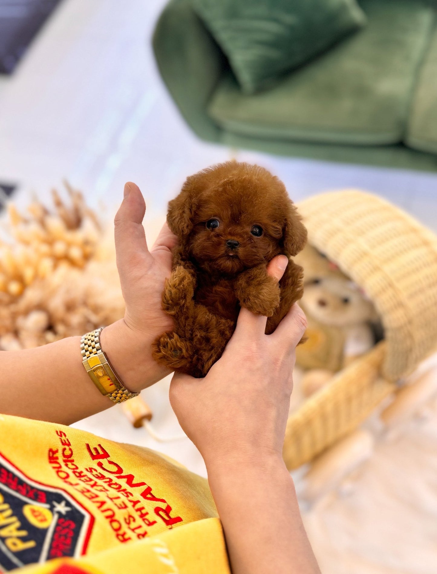 Poodle - Mason(Male) - Beautiful puppy teacup puppy with adorable features available for adoption from Velydog