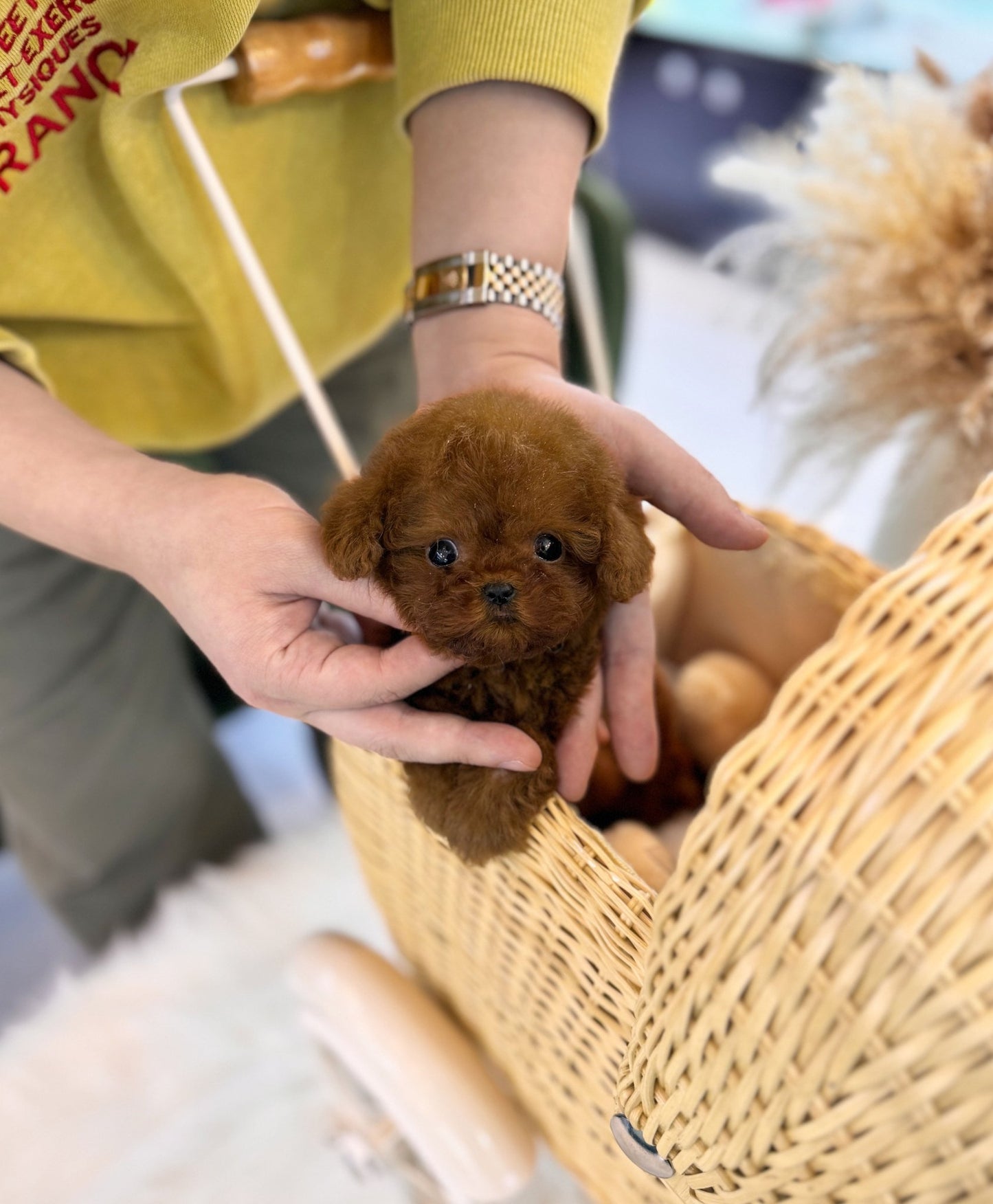 Poodle - Mason(Male) - Beautiful puppy teacup puppy with adorable features available for adoption from Velydog