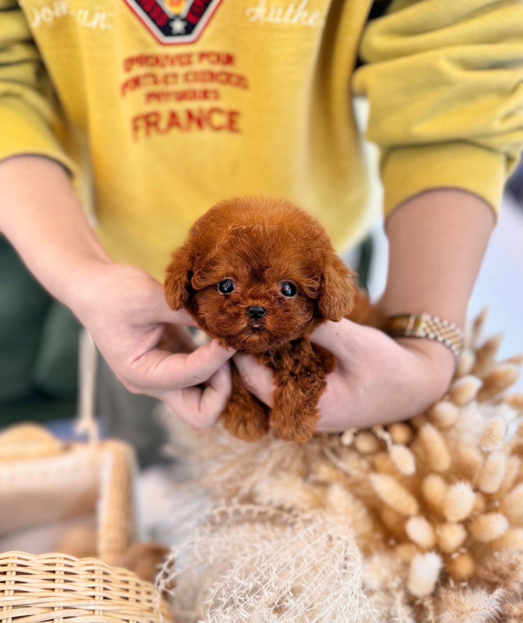 Poodle - Mason(Male) - Beautiful puppy teacup puppy with adorable features available for adoption from Velydog