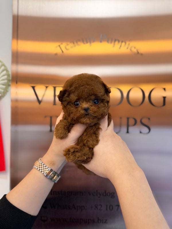 Poodle - Mato(Male) - Beautiful puppy teacup puppy with adorable features available for adoption from Velydog