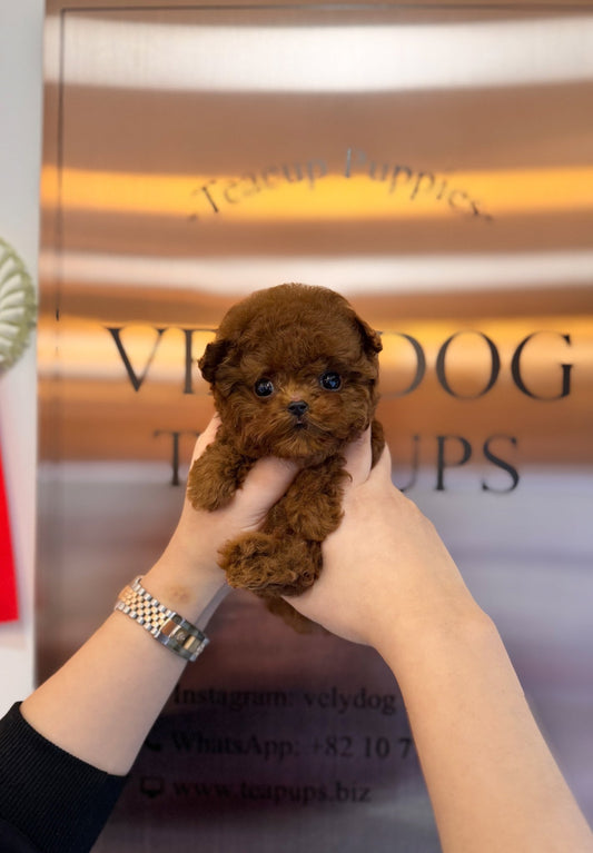 Poodle - Mato(Male) - Beautiful puppy teacup puppy with adorable features available for adoption from Velydog