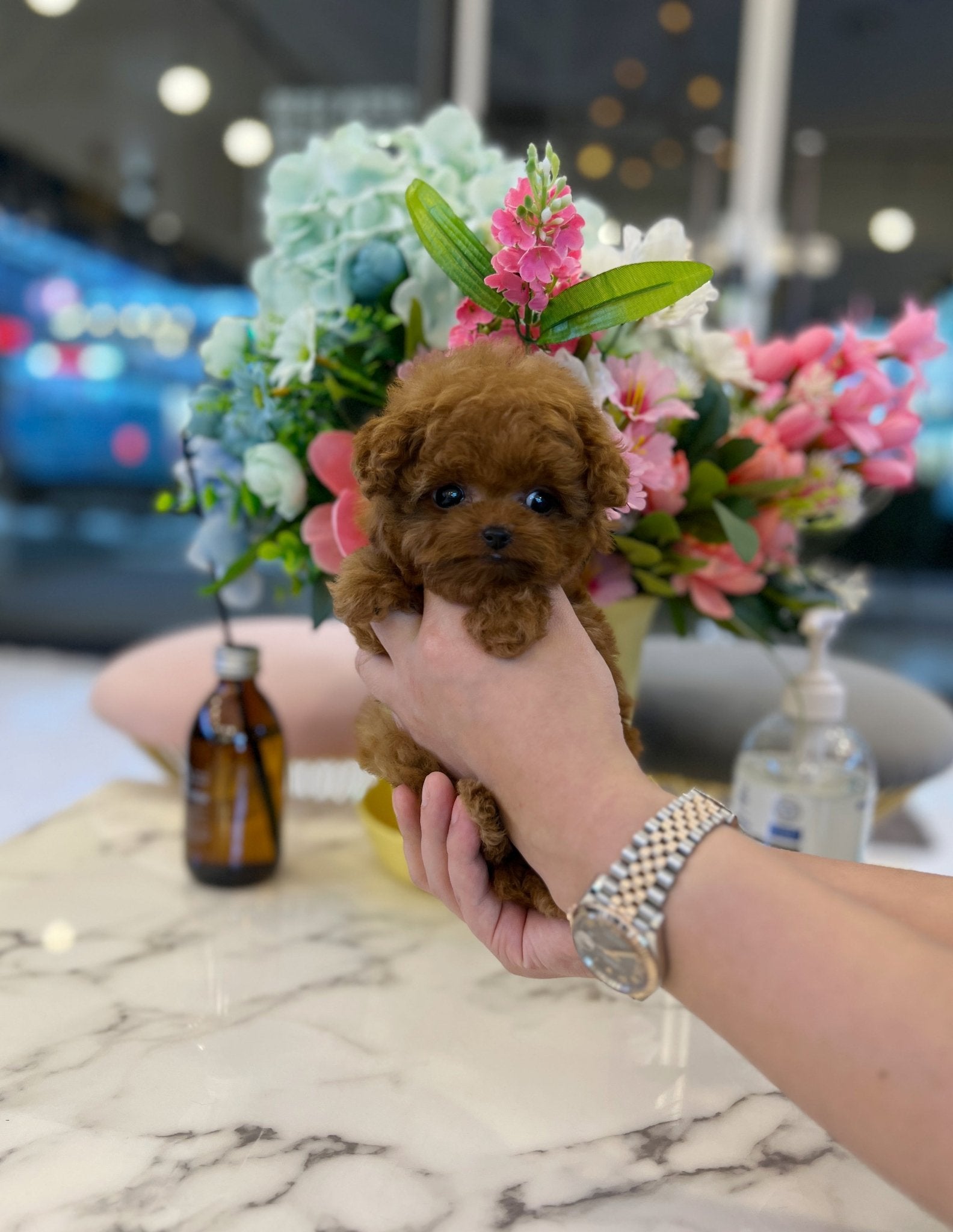 Poodle - Max - Beautiful puppy teacup puppy with adorable features available for adoption from Velydog