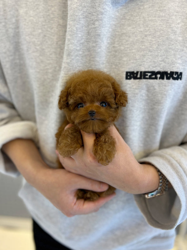 Poodle - Max - Beautiful puppy teacup puppy with adorable features available for adoption from Velydog