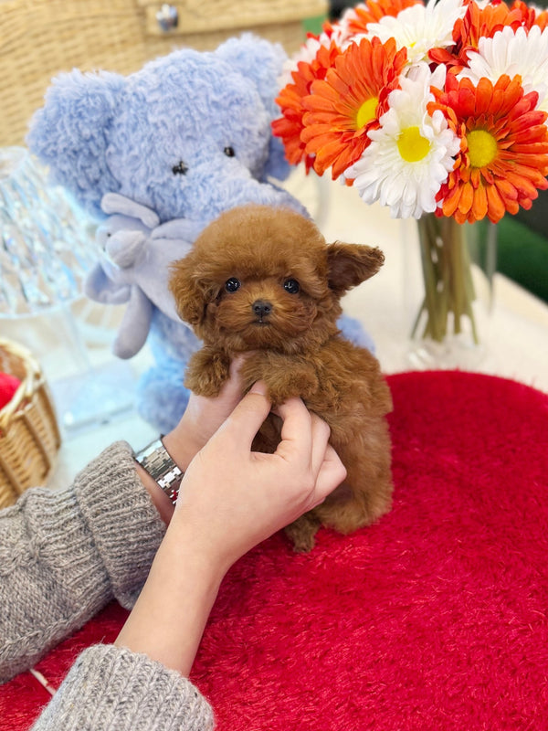 Poodle - Megan(Female) - Beautiful puppy teacup puppy with adorable features available for adoption from Velydog