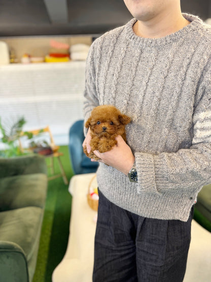 Poodle - Megan(Female) - Beautiful puppy teacup puppy with adorable features available for adoption from Velydog