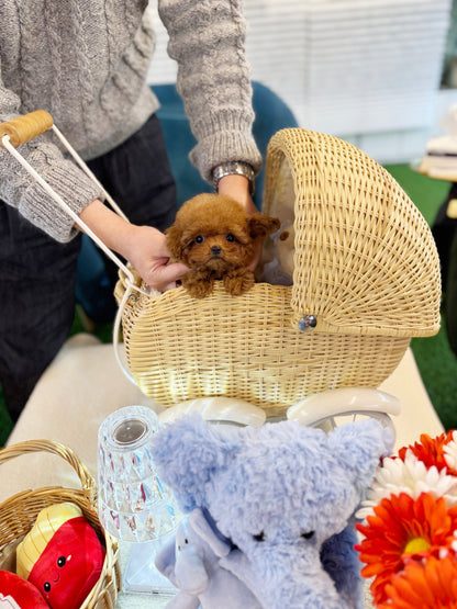 Poodle - Megan(Female) - Beautiful puppy teacup puppy with adorable features available for adoption from Velydog