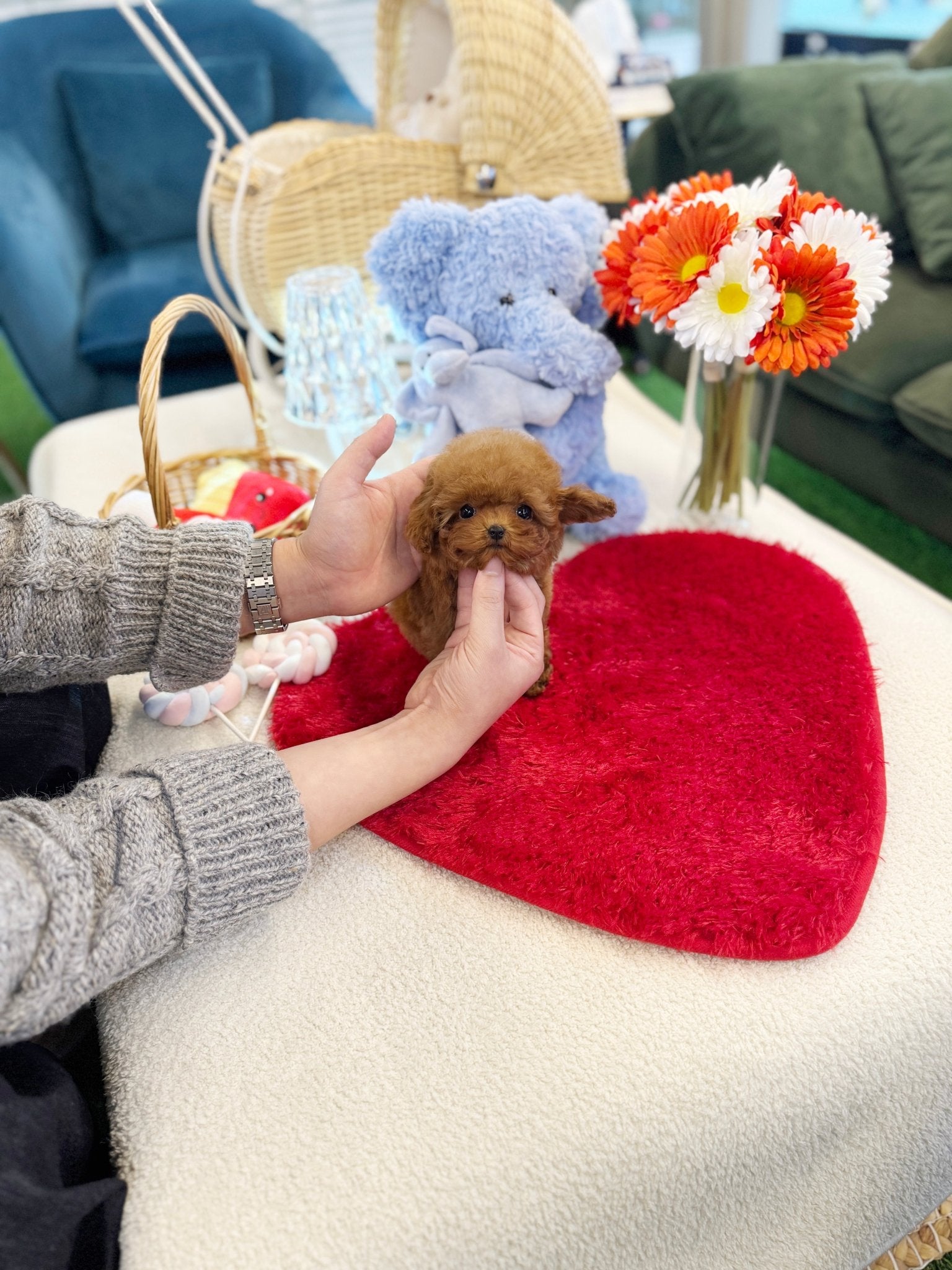 Poodle - Megan(Female) - Beautiful puppy teacup puppy with adorable features available for adoption from Velydog