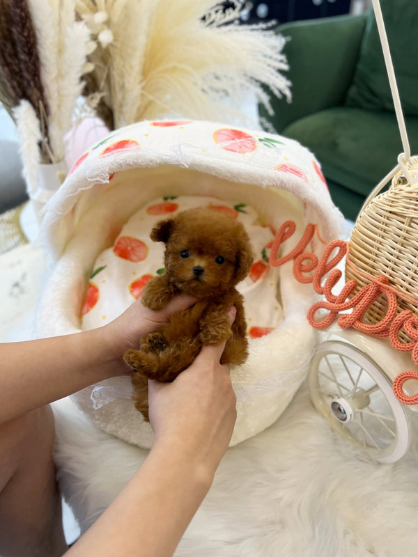 Poodle - Mia(Female) - Beautiful puppy teacup puppy with adorable features available for adoption from Velydog