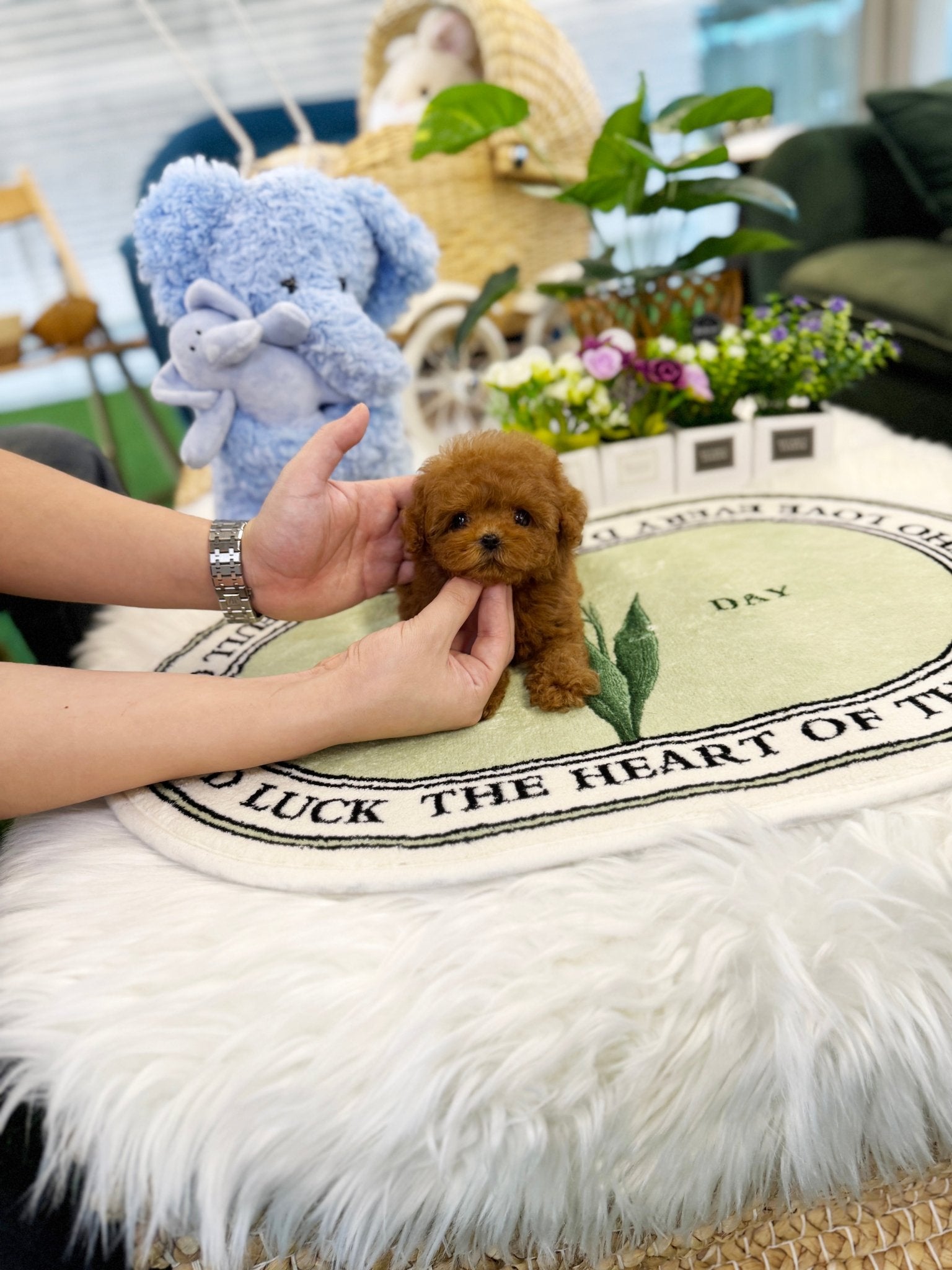 Poodle - Mia(Female) - Beautiful puppy teacup puppy with adorable features available for adoption from Velydog