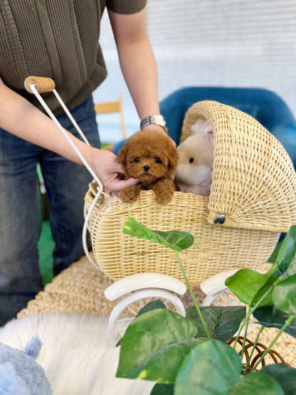 Poodle - Mia(Female) - Beautiful puppy teacup puppy with adorable features available for adoption from Velydog
