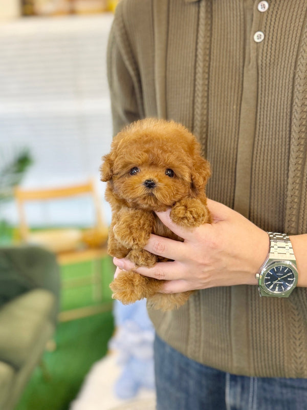 Poodle - Mia(Female) - Beautiful puppy teacup puppy with adorable features available for adoption from Velydog