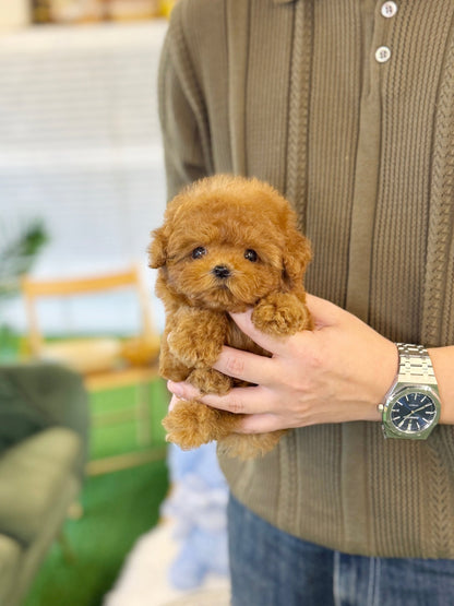 Poodle - Mia(Female) - Beautiful puppy teacup puppy with adorable features available for adoption from Velydog