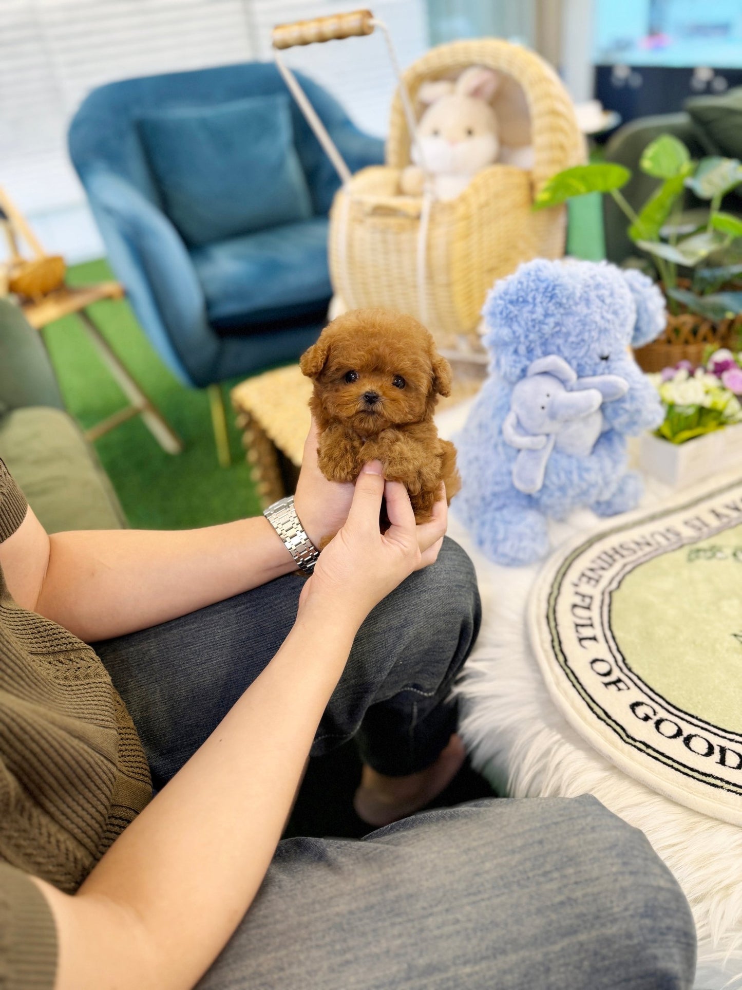 Poodle - Mia(Female) - Beautiful puppy teacup puppy with adorable features available for adoption from Velydog