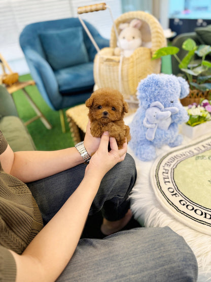 Poodle - Mia(Female) - Beautiful puppy teacup puppy with adorable features available for adoption from Velydog