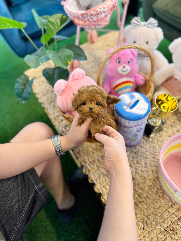 Poodle - Mino(Male) - Beautiful puppy teacup puppy with adorable features available for adoption from Velydog