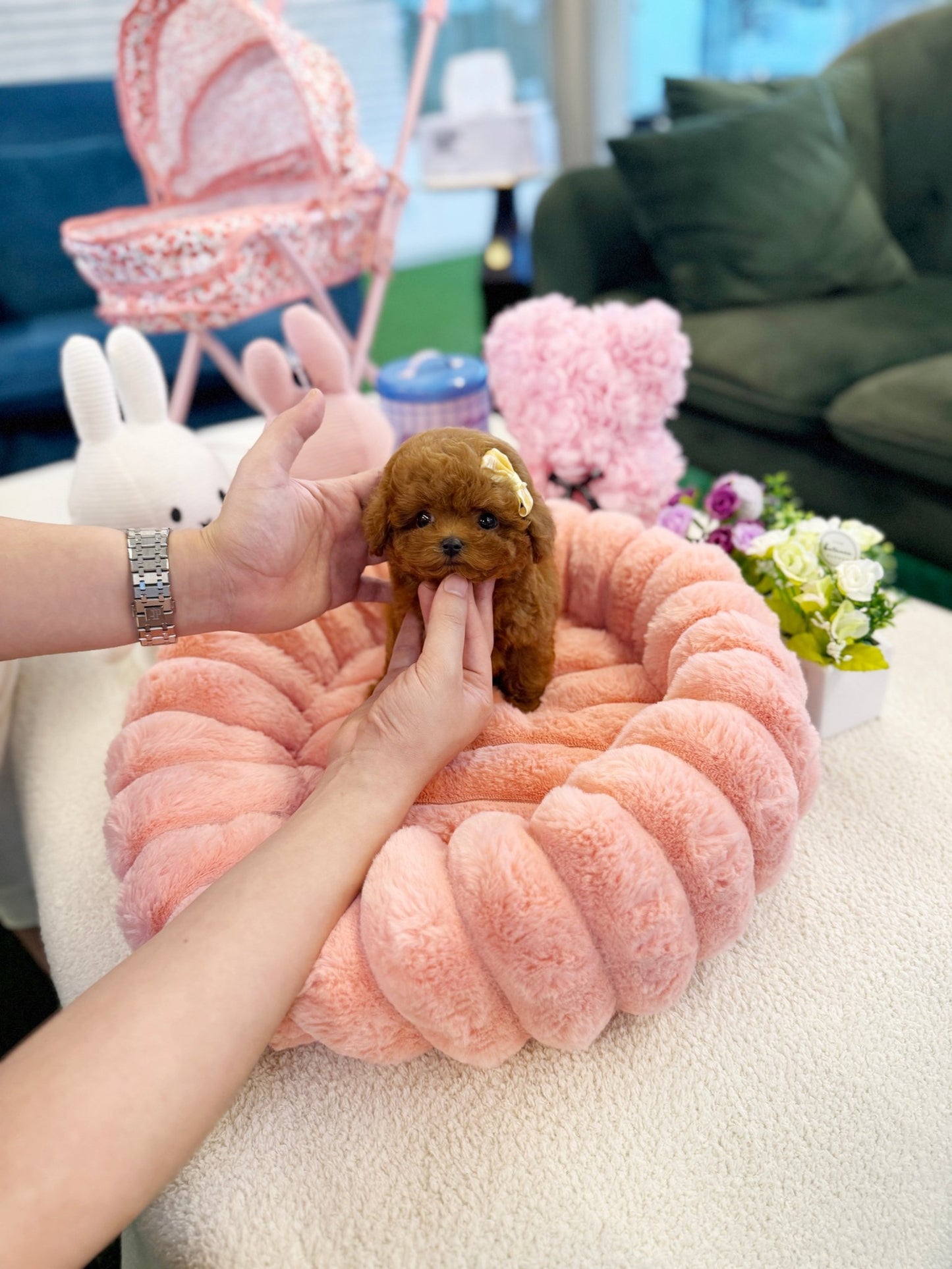 Poodle - Mochu(Male) - Beautiful puppy teacup puppy with adorable features available for adoption from Velydog