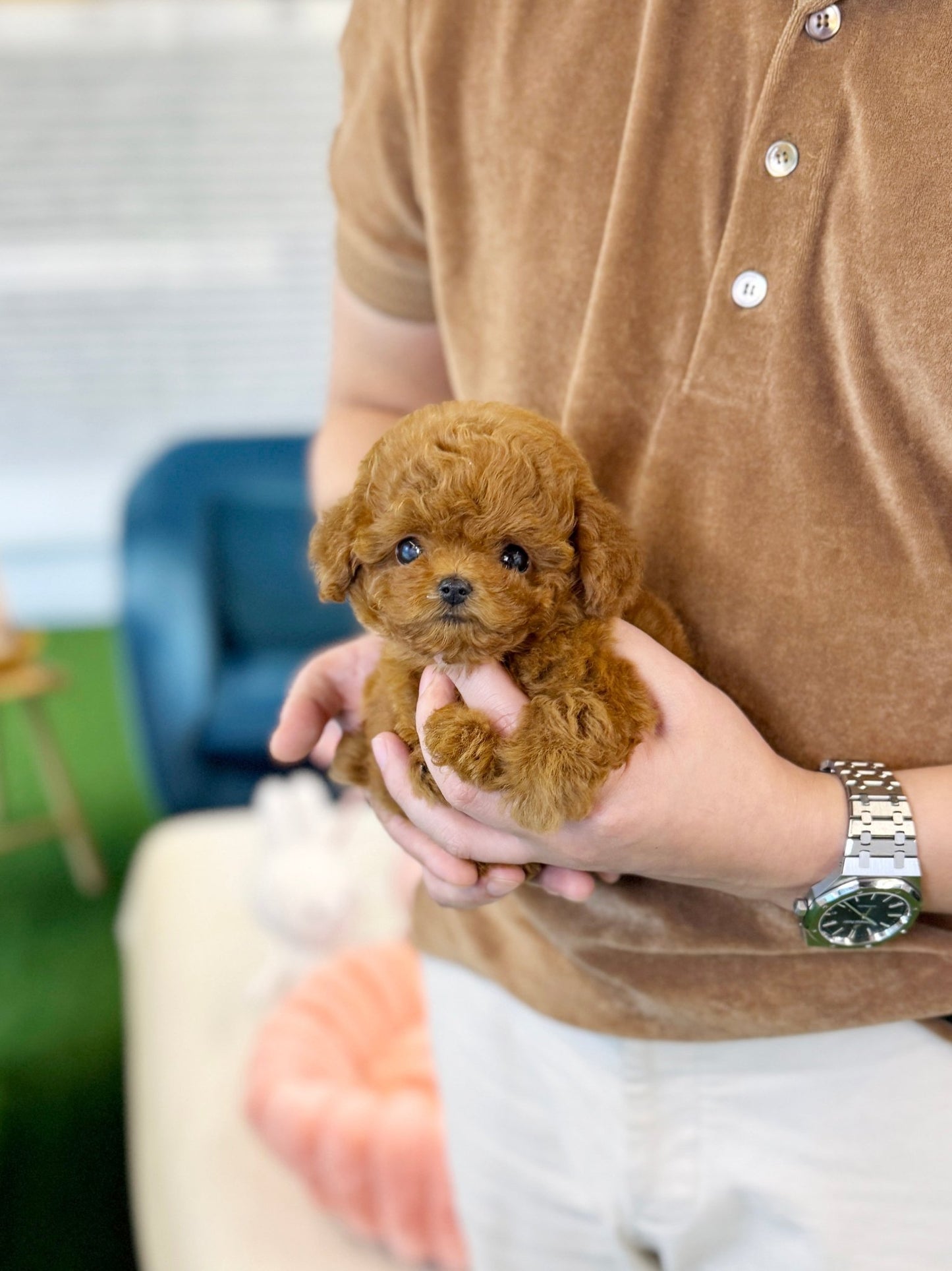 Poodle - Mochu(Male) - Beautiful puppy teacup puppy with adorable features available for adoption from Velydog