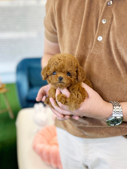 Poodle - Mochu(Male) - Beautiful puppy teacup puppy with adorable features available for adoption from Velydog