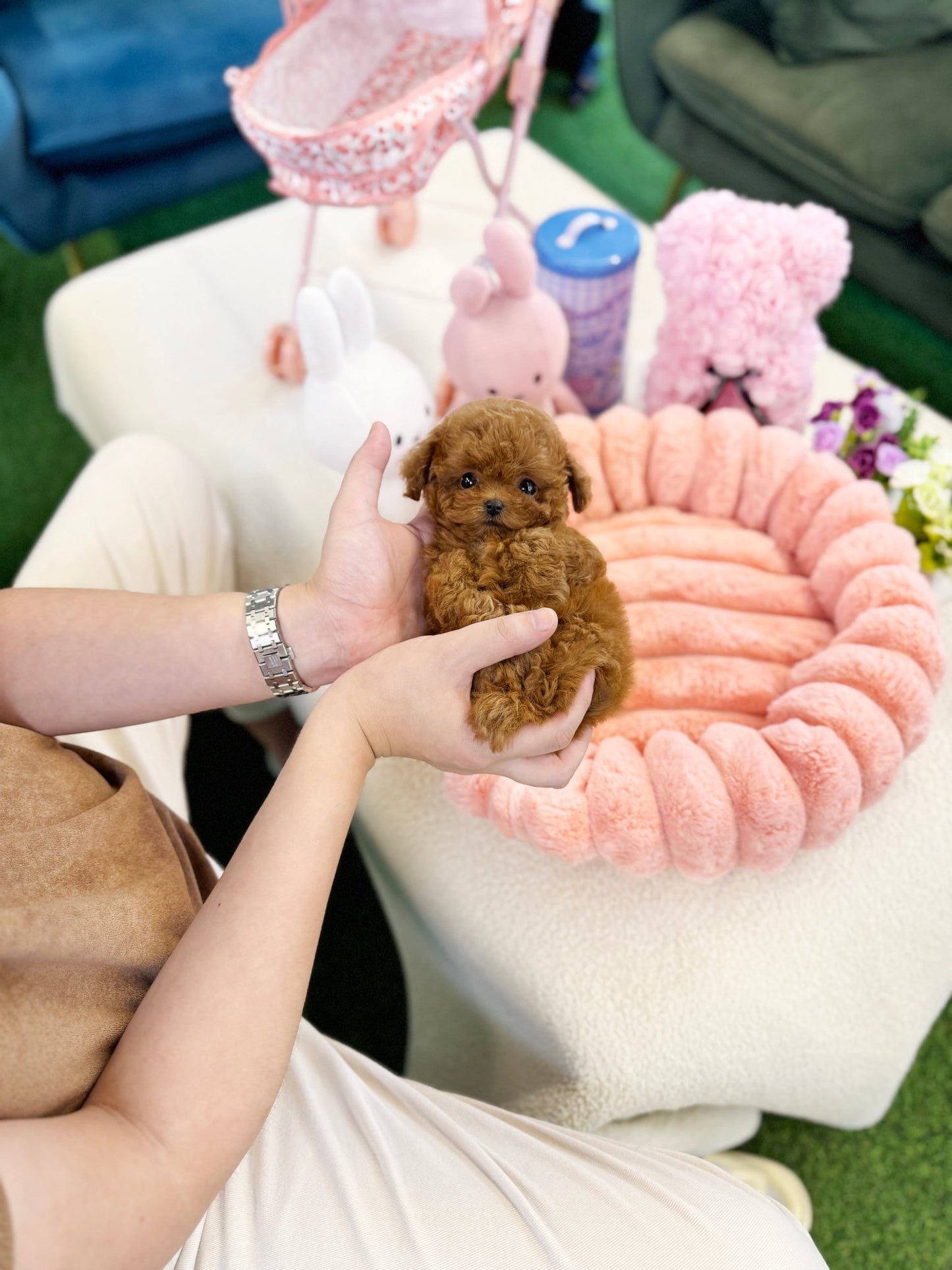 Poodle - Mochu(Male) - Beautiful puppy teacup puppy with adorable features available for adoption from Velydog