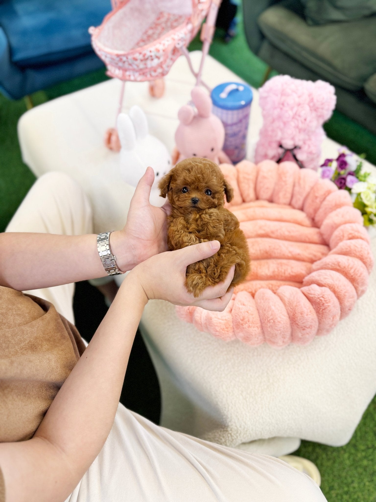 Poodle - Mochu(Male) - Beautiful puppy teacup puppy with adorable features available for adoption from Velydog