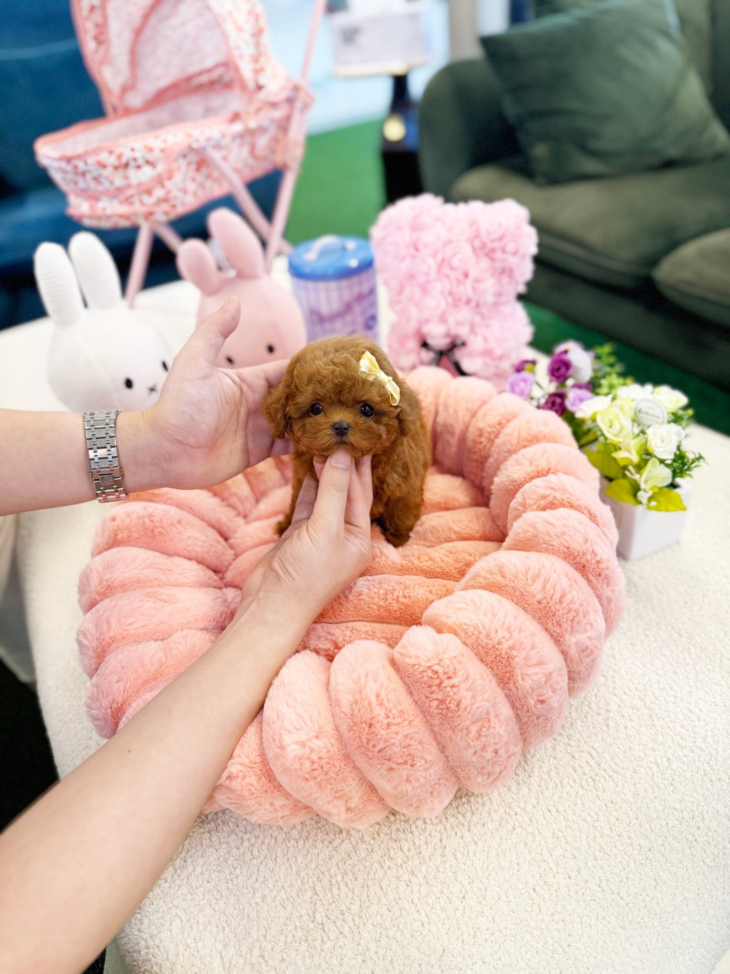 Poodle - Mochu(Male) - Beautiful puppy teacup puppy with adorable features available for adoption from Velydog