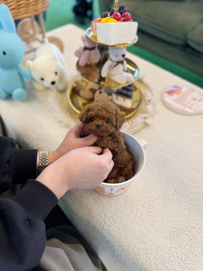 Poodle - Mojo(Female) - Beautiful puppy teacup puppy with adorable features available for adoption from Velydog