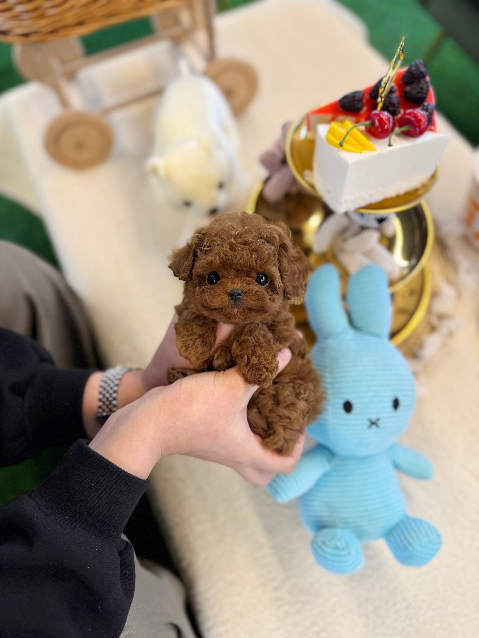 Poodle - Mojo(Female) - Beautiful puppy teacup puppy with adorable features available for adoption from Velydog