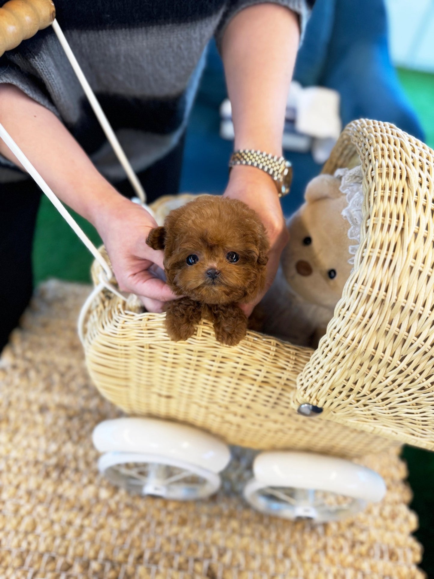 Poodle - Monami(Female) - Beautiful puppy teacup puppy with adorable features available for adoption from Velydog