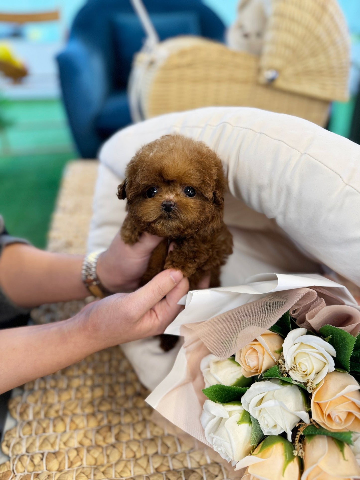 Poodle - Monami(Female) - Beautiful puppy teacup puppy with adorable features available for adoption from Velydog