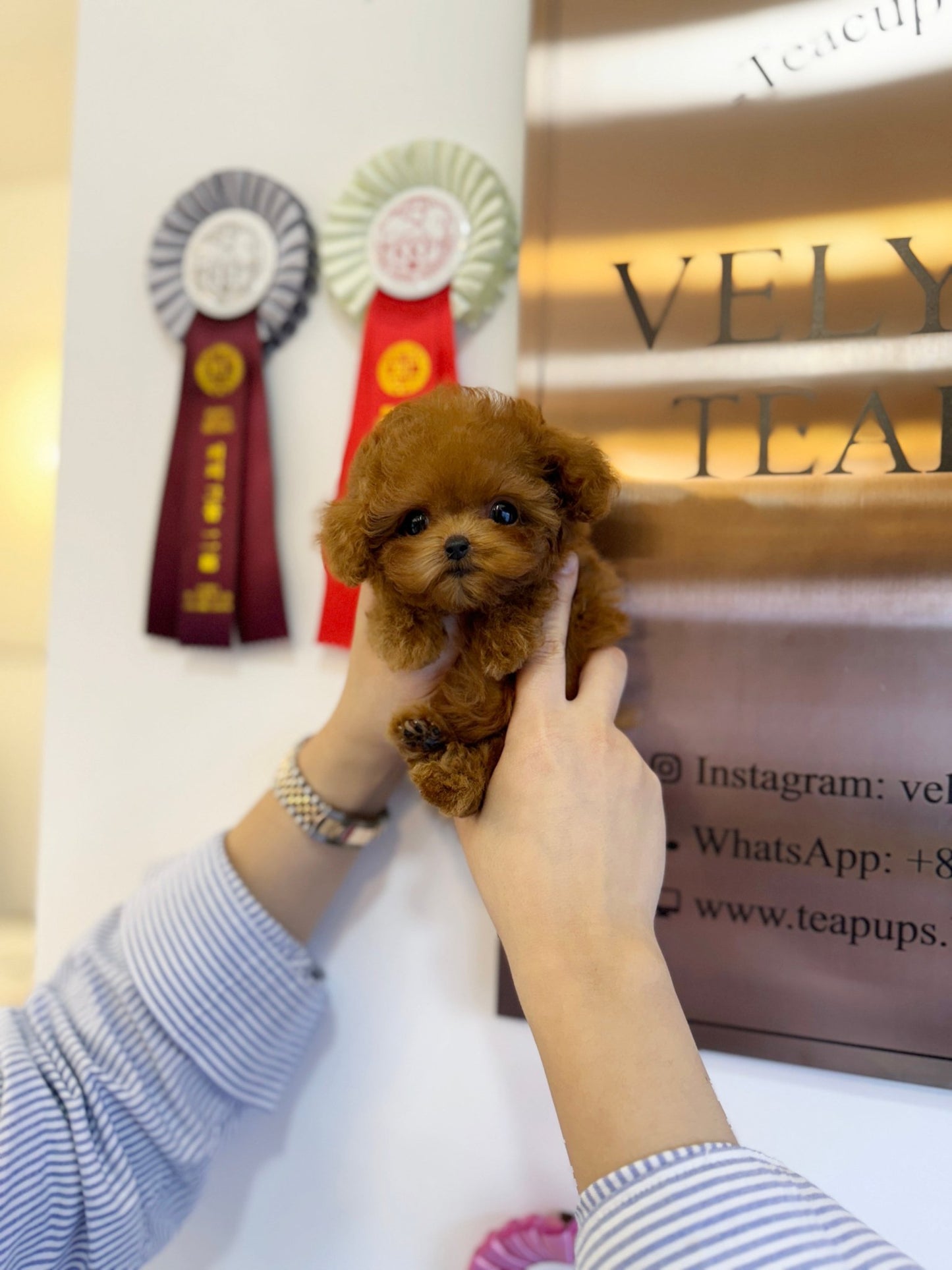 Poodle - Mori(Female) - Beautiful puppy teacup puppy with adorable features available for adoption from Velydog