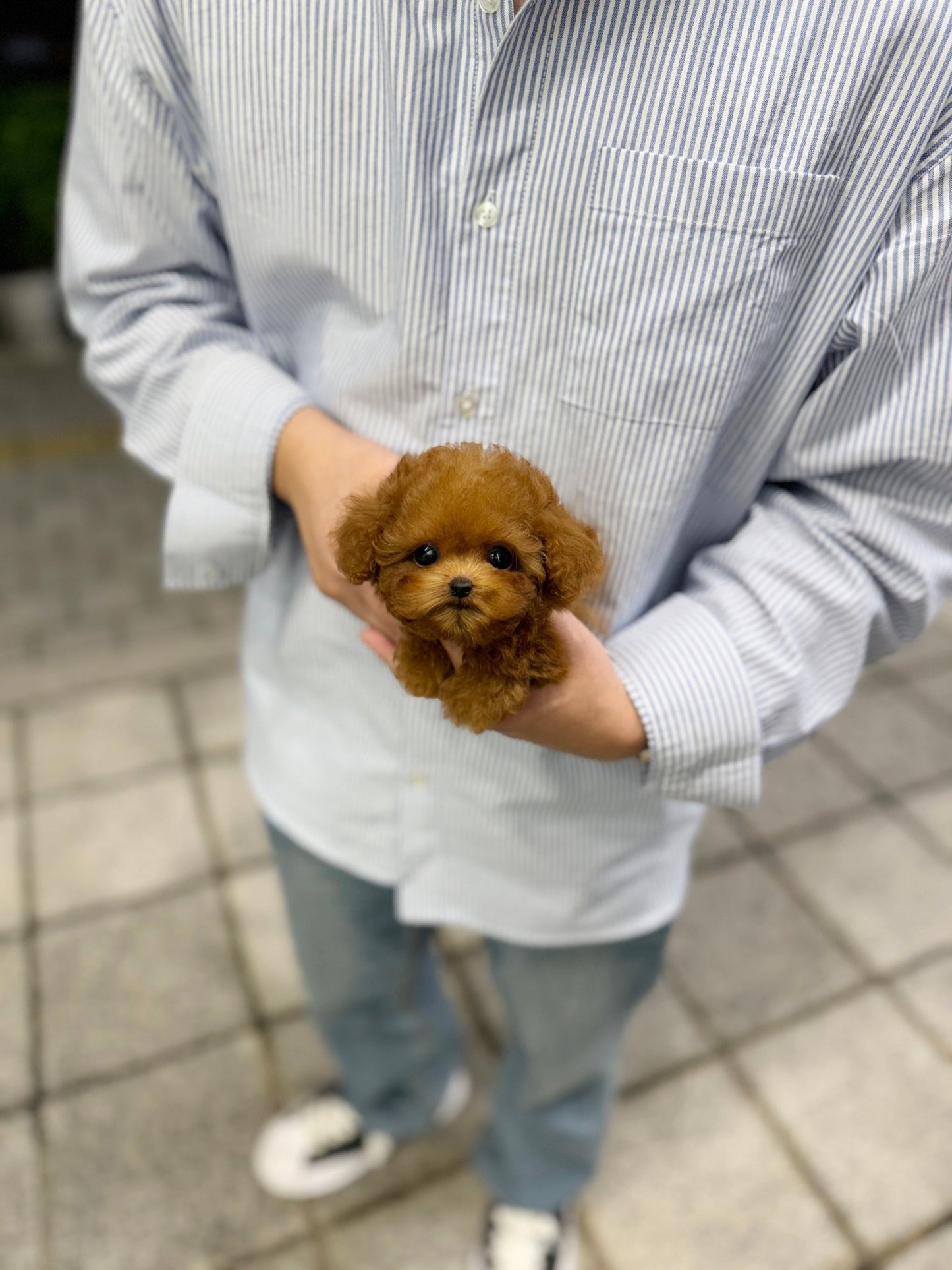 Poodle - Mori(Female) - Beautiful puppy teacup puppy with adorable features available for adoption from Velydog