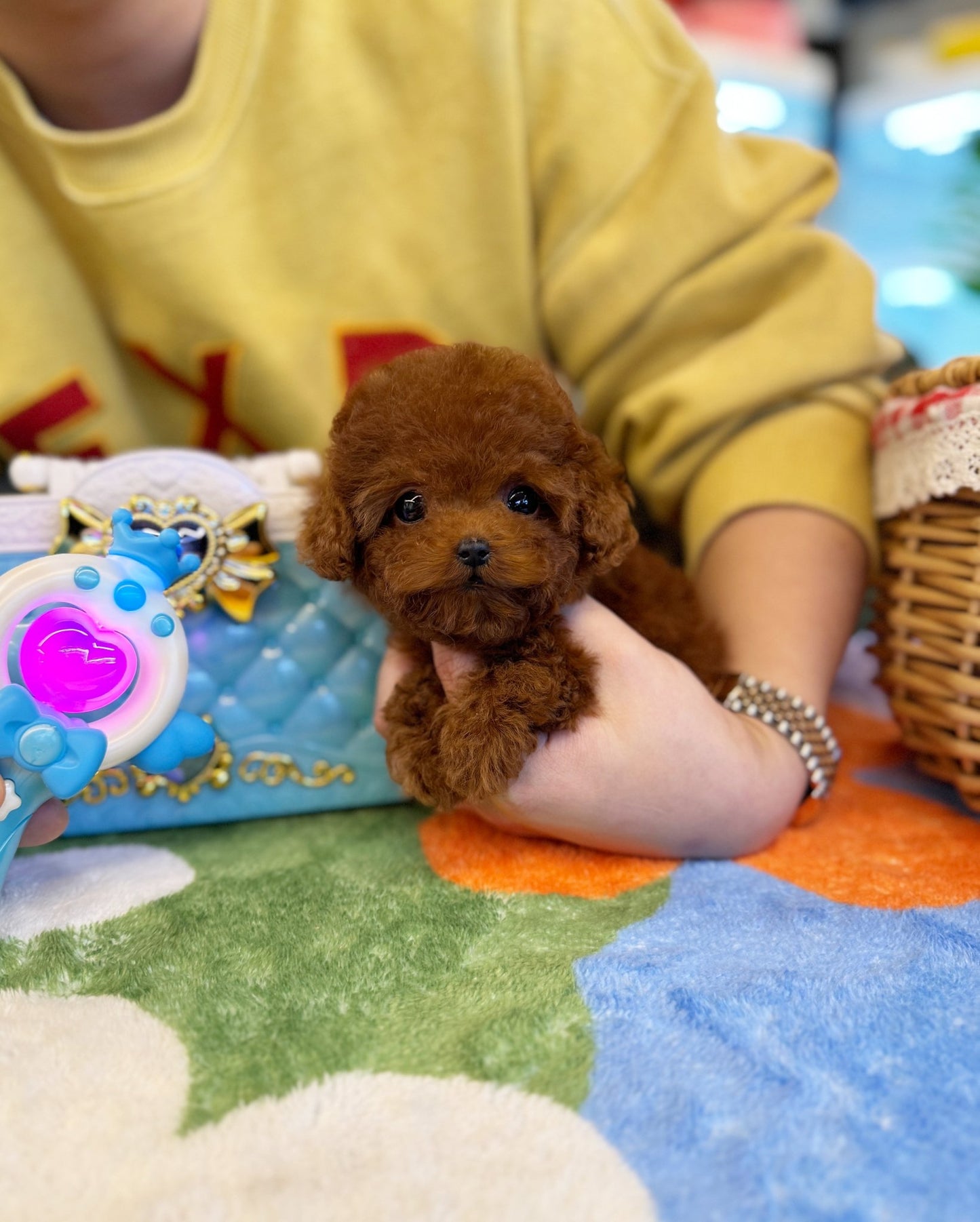 Poodle - Moya(Female) - Beautiful puppy teacup puppy with adorable features available for adoption from Velydog