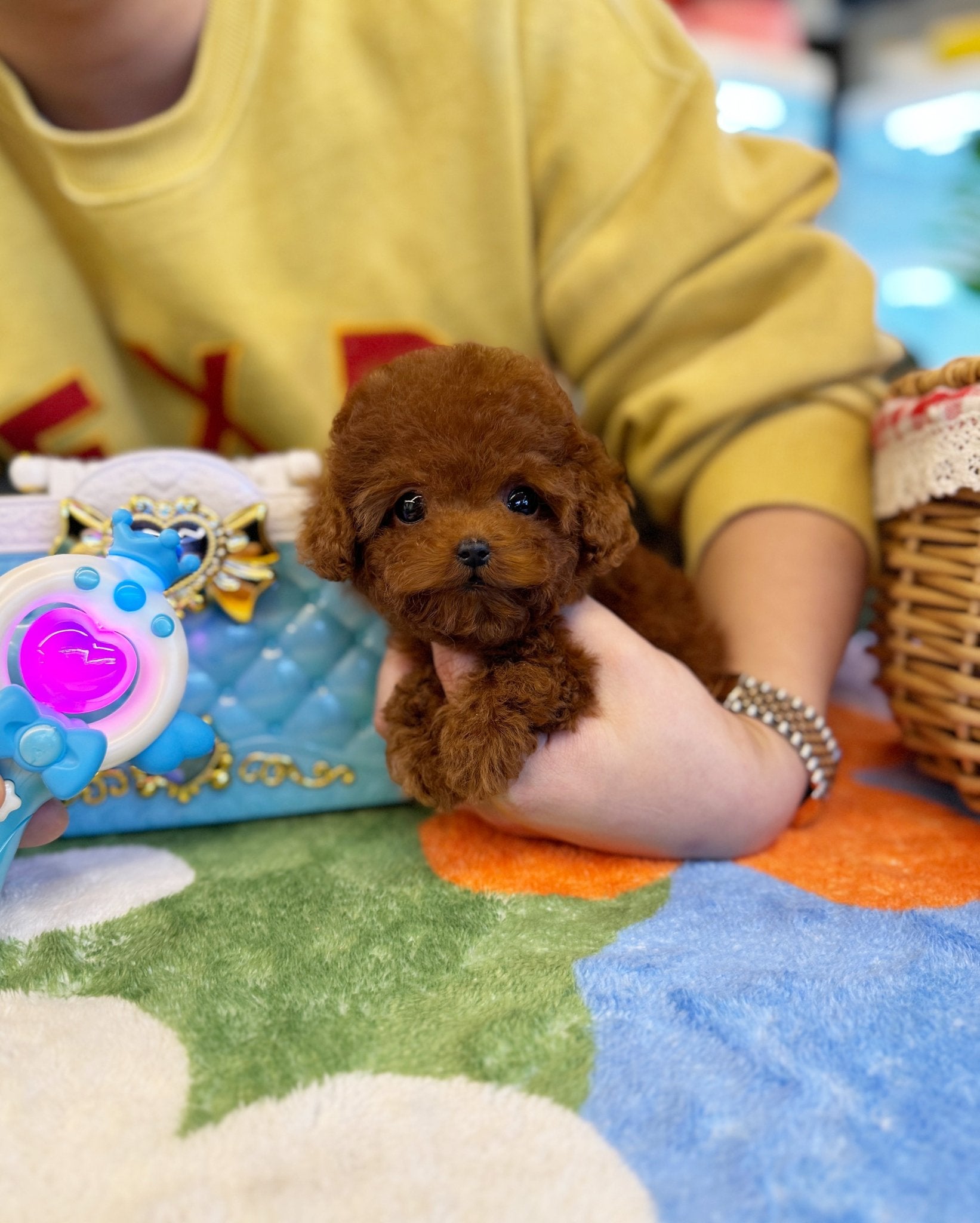 Poodle - Moya(Female) - Beautiful puppy teacup puppy with adorable features available for adoption from Velydog