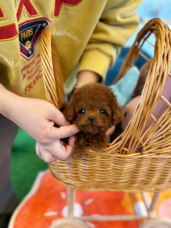 Poodle - Moya(Female) - Beautiful puppy teacup puppy with adorable features available for adoption from Velydog