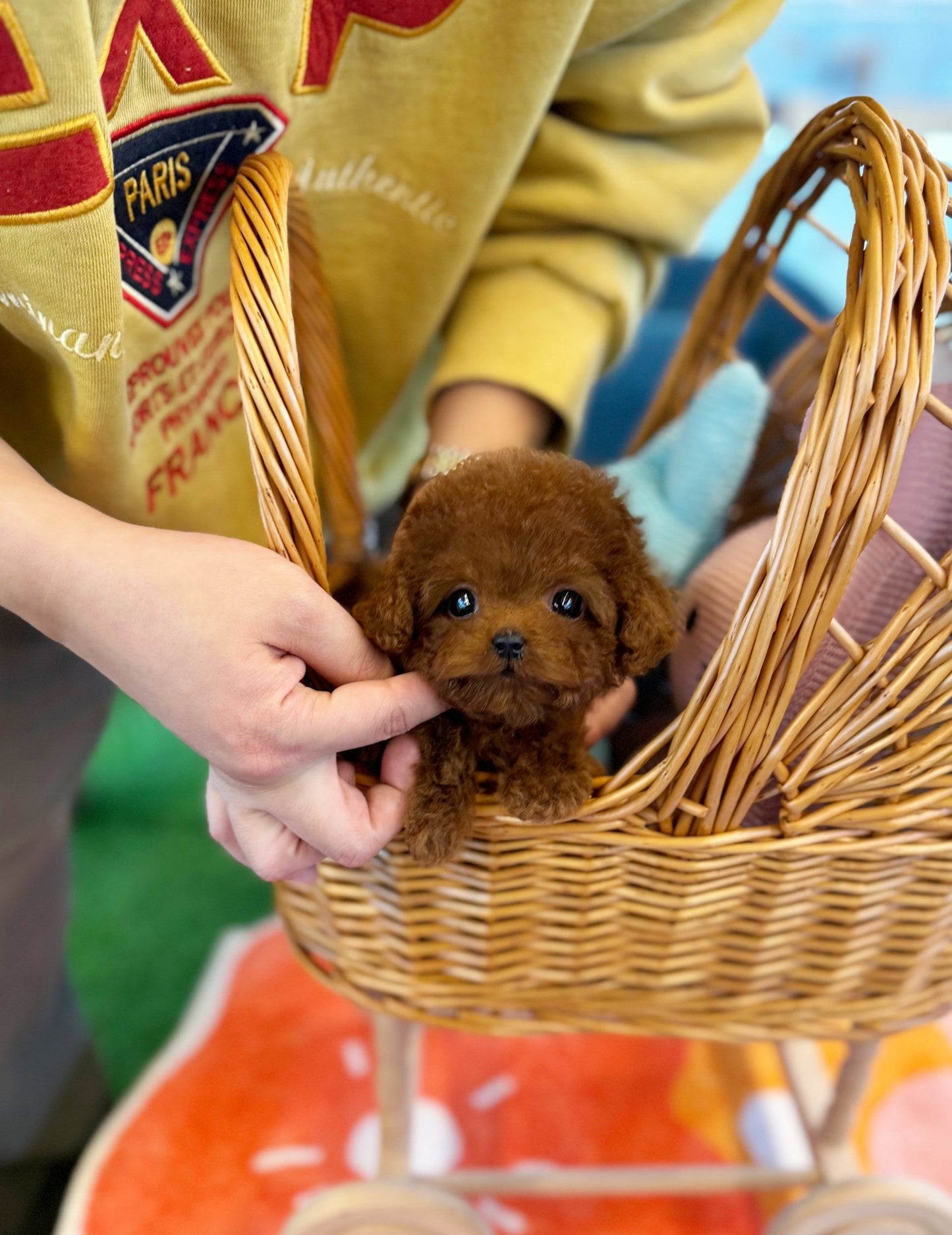 Poodle - Moya(Female) - Beautiful puppy teacup puppy with adorable features available for adoption from Velydog