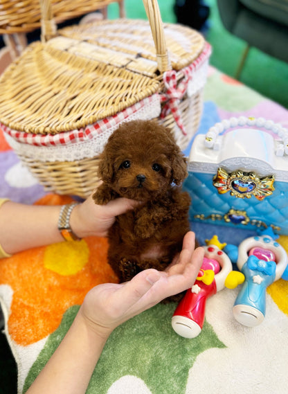 Poodle - Moya(Female) - Beautiful puppy teacup puppy with adorable features available for adoption from Velydog