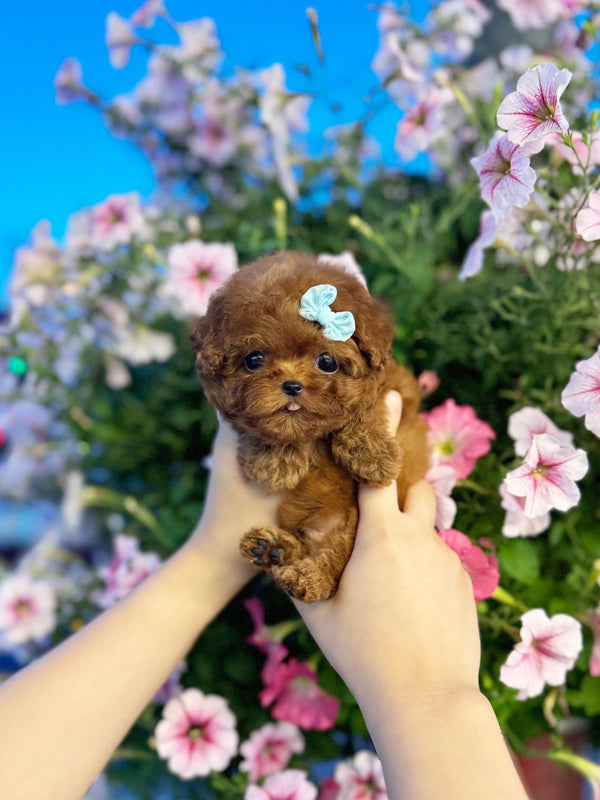 Poodle - Murphy(Male) - Beautiful puppy teacup puppy with adorable features available for adoption from Velydog