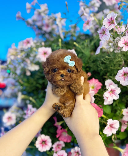 Poodle - Murphy(Male) - Beautiful puppy teacup puppy with adorable features available for adoption from Velydog