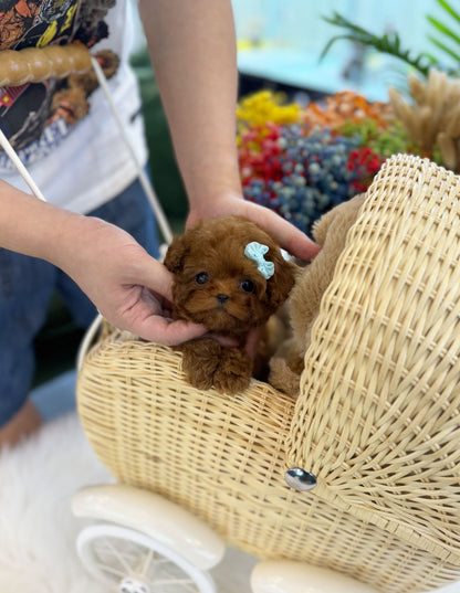 Poodle - Murphy(Male) - Beautiful puppy teacup puppy with adorable features available for adoption from Velydog