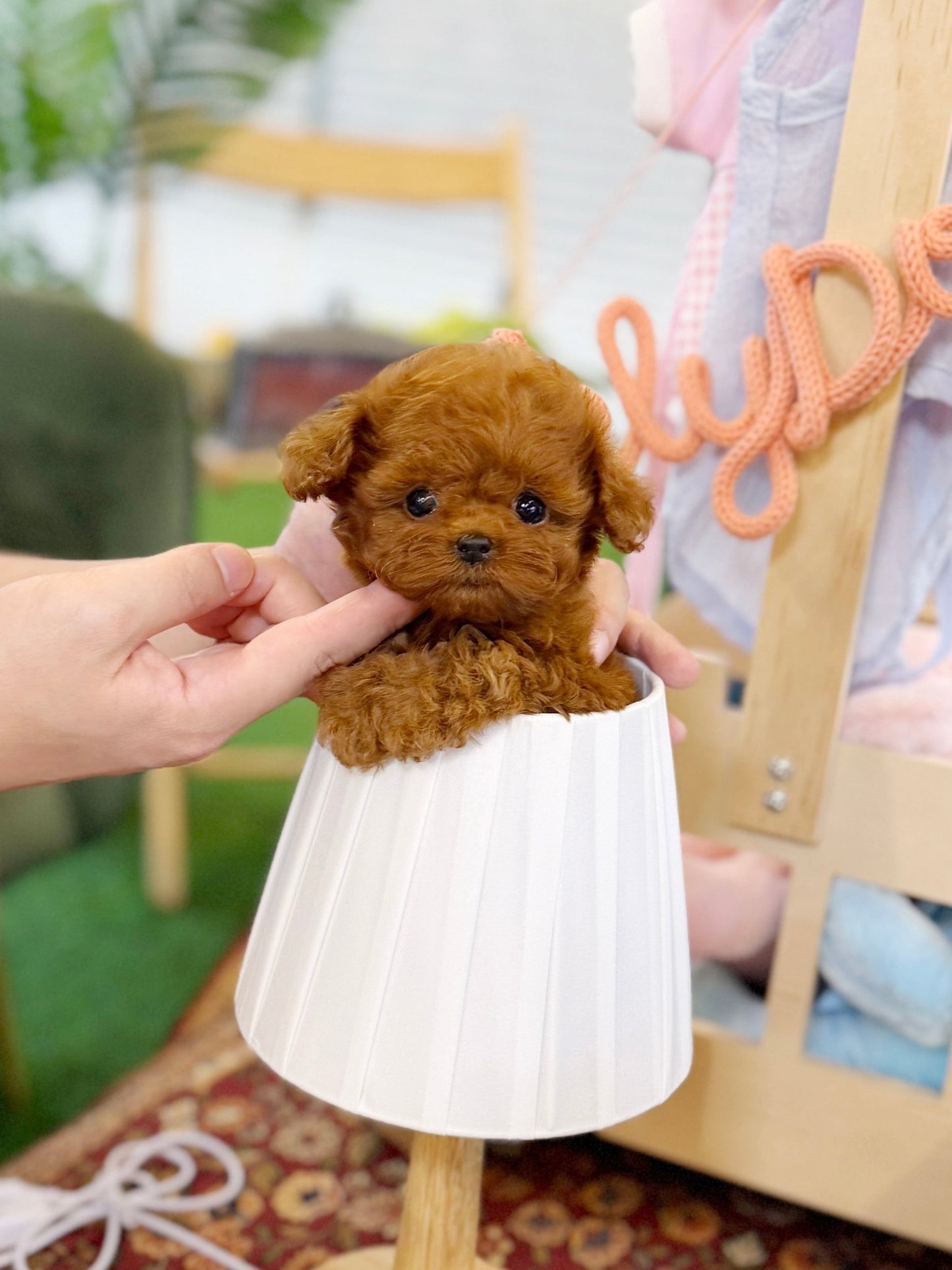 Poodle - Nana(Female) - Beautiful puppy teacup puppy with adorable features available for adoption from Velydog