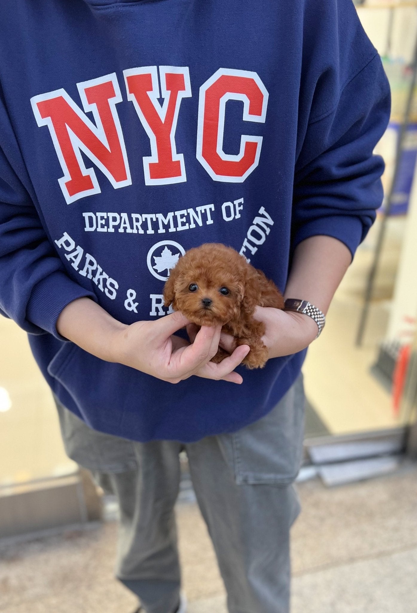 Poodle - Nara(Female) - Beautiful puppy teacup puppy with adorable features available for adoption from Velydog