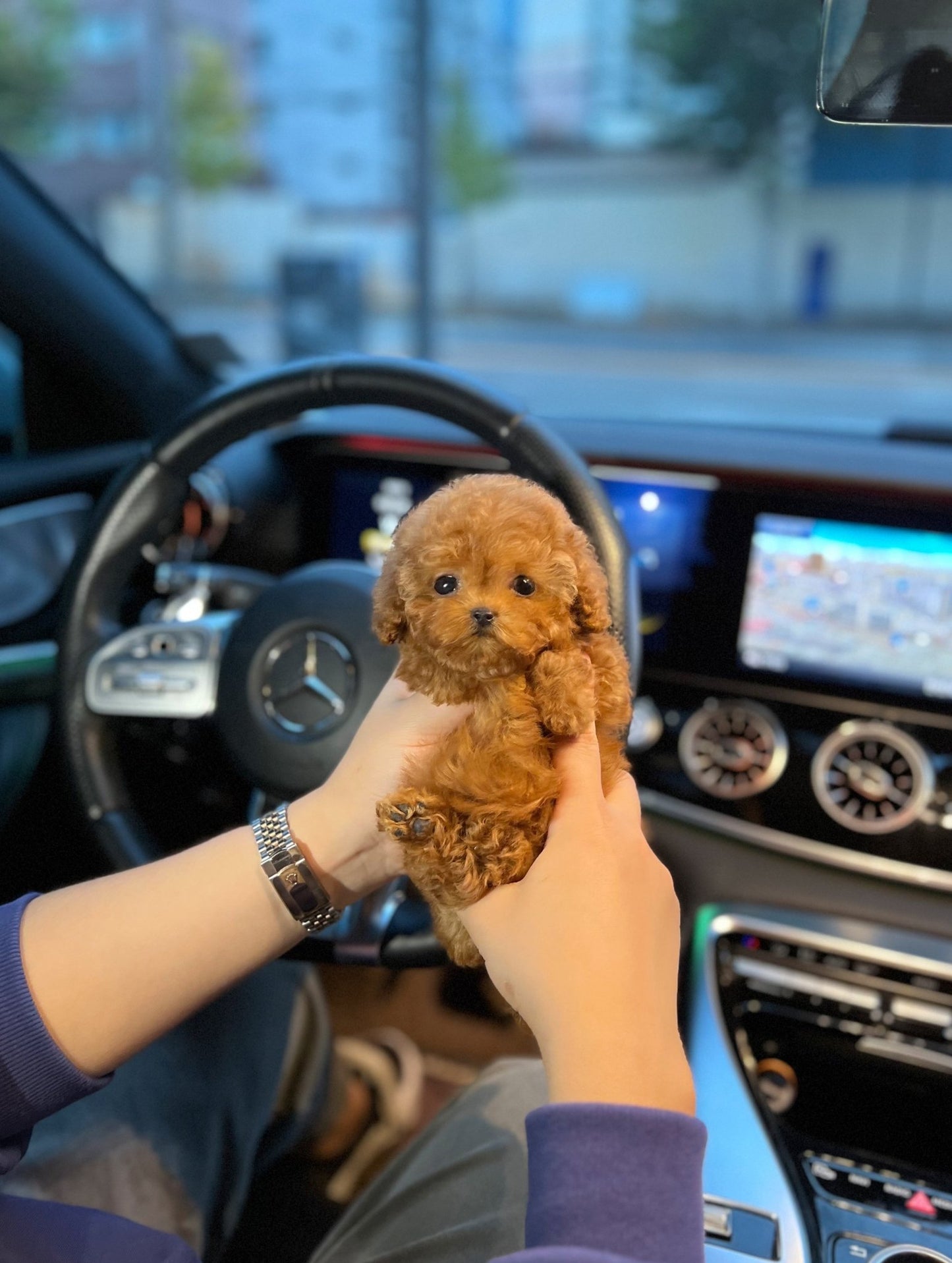 Poodle - Nara(Female) - Beautiful puppy teacup puppy with adorable features available for adoption from Velydog