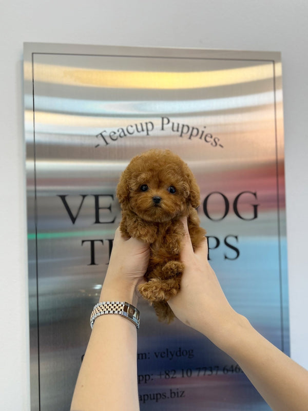 Poodle - Nara(Female) - Beautiful puppy teacup puppy with adorable features available for adoption from Velydog
