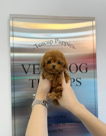 Poodle - Nara(Female) - Beautiful puppy teacup puppy with adorable features available for adoption from Velydog