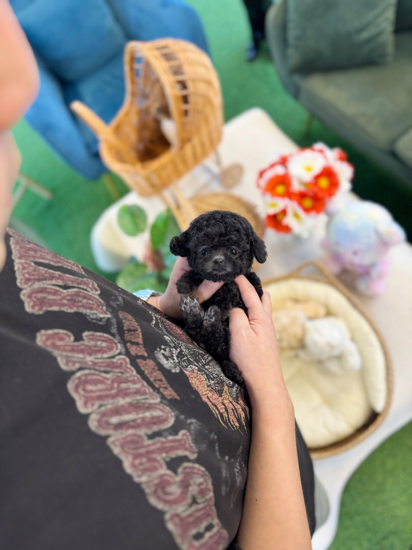Poodle - Natty(Female) - Beautiful puppy teacup puppy with adorable features available for adoption from Velydog