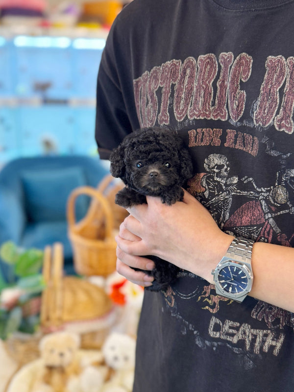 Poodle - Natty(Female) - Beautiful puppy teacup puppy with adorable features available for adoption from Velydog